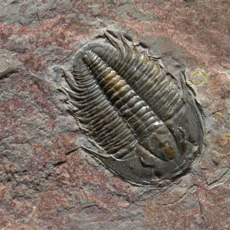 isopod fossils